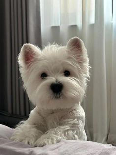 a small white dog sitting on top of a bed next to a curtained window