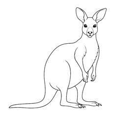 a kangaroo is standing and looking at the camera