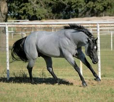 a gray horse galloping in an enclosed area