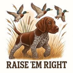 a brown dog standing in the grass with ducks flying above it and an image of a duck