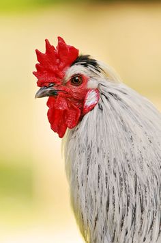 a close up of a rooster's head with red combs and white feathers