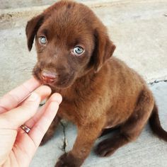 a small brown puppy sitting on top of a cement floor next to a persons hand
