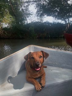 a brown dog sitting in the back of a boat on a body of water next to trees