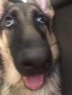 a close up of a dog's face with it's tongue hanging out