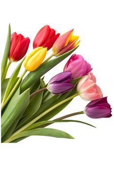 a bouquet of colorful tulips on a white background