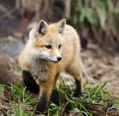 a small fox walking across a grass covered field