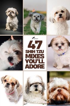 47 Shih Tzu Mixes You’ll Adore