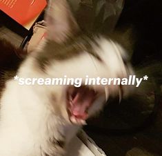 a cat yawning with its mouth open