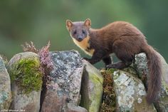 a small animal standing on top of some rocks