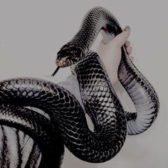 a drawing of a hand holding a black and white snake in it's right arm
