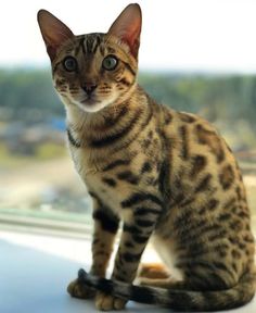 a cat sitting on top of a window sill