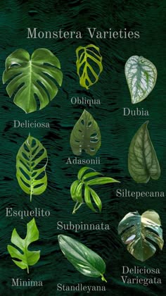 the different types of leaves in spanish