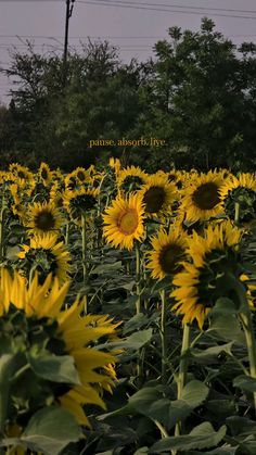 a field full of sunflowers with power lines in the background and trees behind them