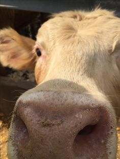 the nose of a cow looking at the camera with it's tongue sticking out
