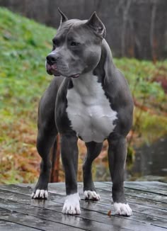 a gray and white dog standing on top of a wooden platform