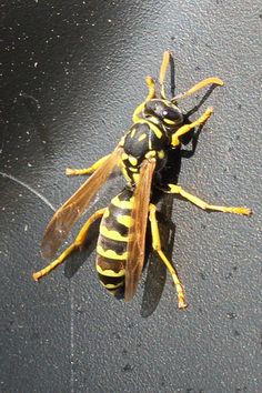 a yellow and black insect sitting on the ground