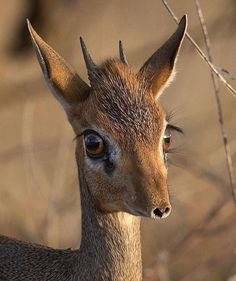 a small deer standing next to a tree with no leaves on it's head