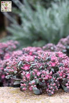 small pink flowers growing out of the ground