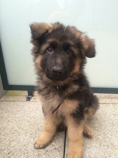 a puppy sitting on the ground looking at the camera