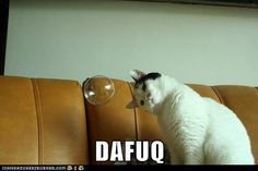 a white cat sitting on top of a brown couch