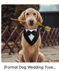 a dog wearing a tuxedo vest and bow tie with an arrow in it's mouth
