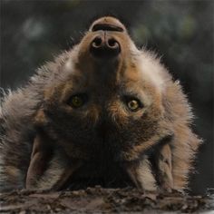 a close up of a dog laying on the ground with it's eyes open