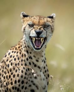 a cheetah with its mouth open showing teeth