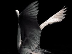 a white bird with its wings spread out in the dark