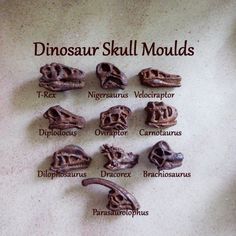 the dinosaur skull moulds are labeled in several different languages