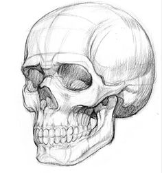 a drawing of a human skull with the lower jaw missing from it's left side