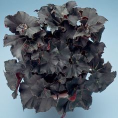 a bunch of flowers that are sitting on a table in front of a blue background