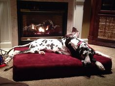 a dalmatian dog laying on a red couch in front of a fire place