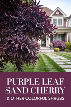 purple leaf and cherry trees in front of a house with the words purple leaf and cherry & other colorful shrubs