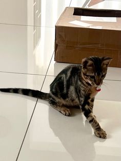 a small kitten sitting on the floor next to a cardboard box with a red tag
