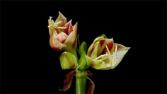 two flowers are blooming on a stem in front of a black background with reflection
