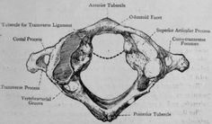 an old diagram shows the bones and their major structures