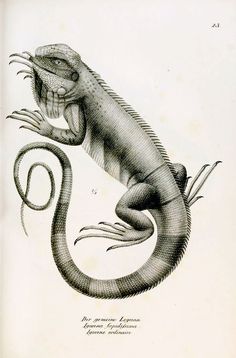 an illustration of a lizard with its mouth open