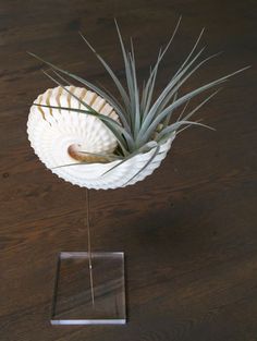 an air plant sitting on top of a wooden table next to a glass holder with sticks in it