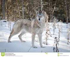 a wolf standing in the snow with trees and bushes behind it, looking at the camera