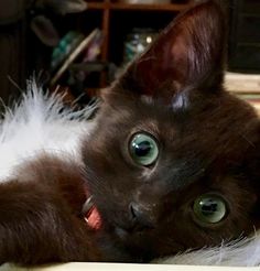 a black cat with green eyes laying on top of a table