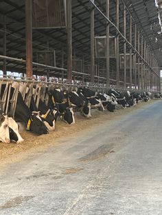 several cows are lined up in the barn to be milked by their owners,