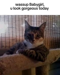 #whisper
#cat Dear Future, Cat Boarding, Silly Cats, Aesthetic Stickers, Cat Memes, Funny Images, Cute Animals, Kitty, Memes