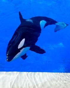 an orca whale swimming in the water