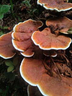 a group of mushrooms that are on the ground