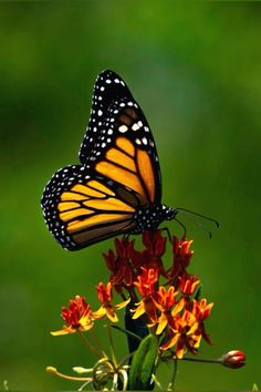 a monarch butterfly sitting on top of a red and yellow flower in front of a green background