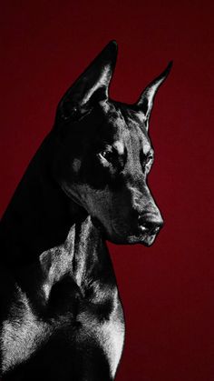 a black and white photo of a dog against a red background