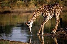 a giraffe drinking water from a body of water