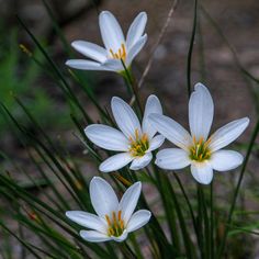 three white flowers with yellow stamens are in the grass