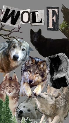 a collage of wolfs with the word wolf on it's back ground