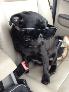 a dog wearing sunglasses sitting in the back seat of a car